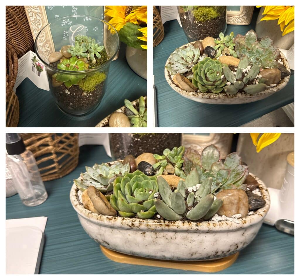 Craft Hour: Building Succulent Gardens
