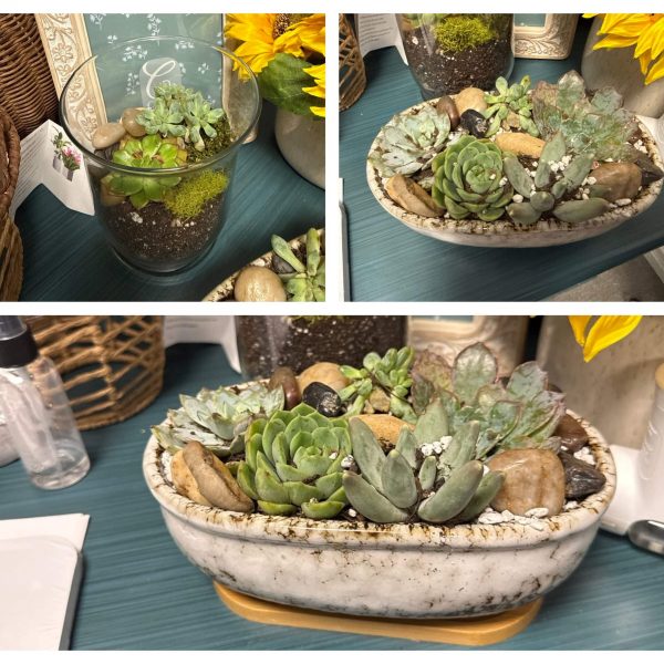 Craft Hour: Building Succulent Gardens